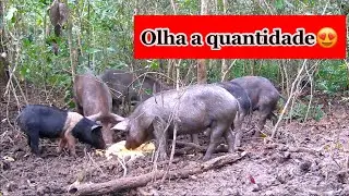 Nunca tinha Visto isso! Caçada do Porcão!