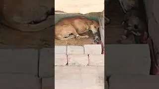 Mother Dog shows love towards his baby dogs