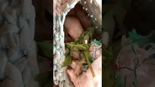 Любимая растительность Чипа😎 