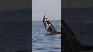 Killer Whales will never be denied! Amazing clip from Gone Whale Watching in San Diego! 