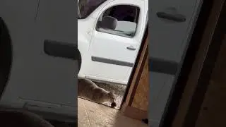Мышка и кот сдружились на время 