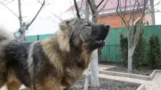 Каказская овчарка - голос