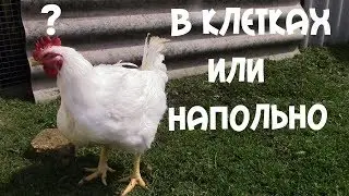 Где лучше выращивать бройлеров