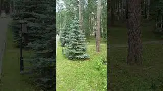 где то на природе #shorts #youtubeshorts #youtube  #природа #отдых