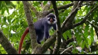 Red-Eared Guenon—Secretive, Shy, and Unobtrusive