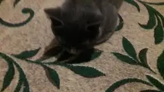 Кот Вася