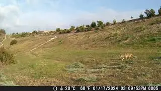 Avocado Grove Coyote!