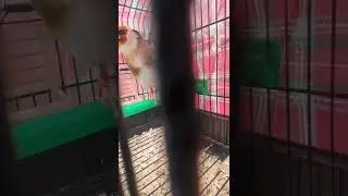 sirwitty Goldfinch