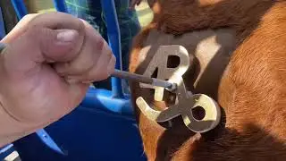 Day In My Life Working Cattle!