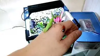 Флорариум с богомолом
