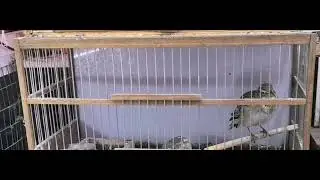 степной жаворонок  (джурбай)