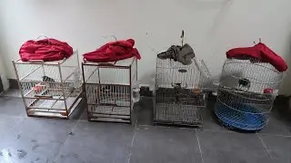 Giới thiệu giàn chim của Cảnh Cá Mập