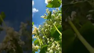 Поле гречихи.  жизнь пасеки