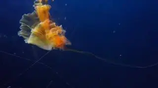 海游館 水母