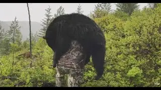 SPRING BEAR HUNTING WITH ROKSLIDE BEAR CAMP CREW