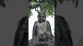 The Harpy Eagle: The Ultimate Forest Guardian 