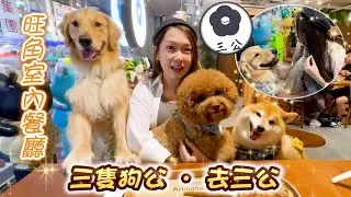 【人寵共融】三公🥢少之又少的室內寵物友善餐廳🐶大大份超滿足！柴犬突然被人包圍了⁉️- 三條毛 @DIDOW
