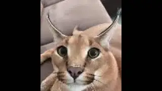 Doomshop/Phonk Codes + Rap Codes [TrenchBoys + Anime Thighs] || Rare || Loud || [ IN DESCRIPTION ]