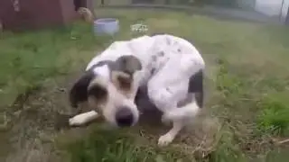 Польские спасатели животных спасли собаку