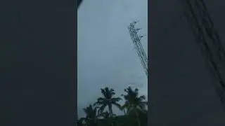 South coconut tree