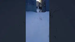 во дворе