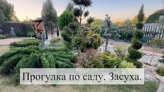 Прогулка по саду. Засуха.