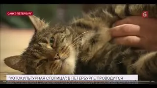 5 канал  Новости  «Делать мир белее и пушистее»