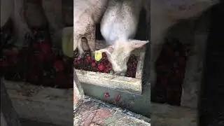 Клубника