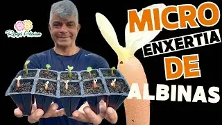 Learn how to do micro grafting on albino desert roses
