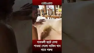গাবতলী হাটে দেখা পাওয়া গেলো সাকিব খান নামে গরুর