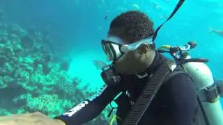 Diving in the Bahamas