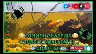 Common Snapping Turtle Swallow's Goldfish