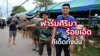ฟาร์มศิริมา ✅  บอกว่าเป็นฟาร์มน้องใหม่  ทีเด็ดทั้งนั้น [จ.ร้อยเอ็ด]