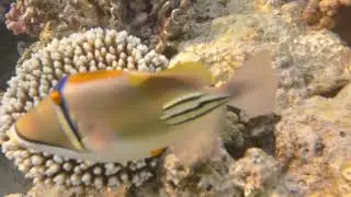 Picasso fish. Рыбка Пикассо.Rhinecanthus assasi