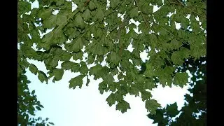 GENUS VARIATIONS: Acer Part I