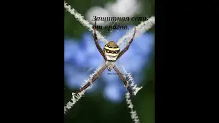 Защитная сеть от врагов. 