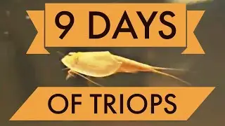 Triops Grow
