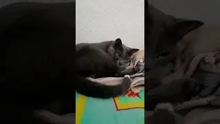 Бася