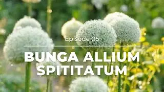 BUNGA ALLIUM PUTIH