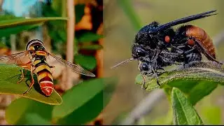 kese micro photo shoot kare without lens properly micro shoot in motorala g54 5g ||