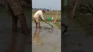 amang yang di sawah rajin nanam