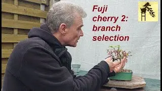 Fuji cherry 2
