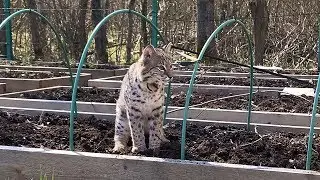 BOBCAT RUFUS AND MAINE COON HELP WITH THE GARDEN