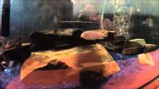 New tank and fish