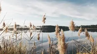 Guitar Melody Loop Sample - Leak This [Dmin Arp 120bpm]