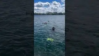 К нам приплыли гости 😁🦆#дайвинг #diving