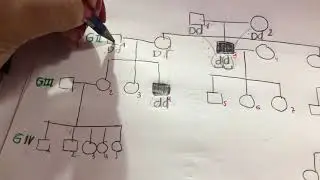 Pedigree (Ejercicio Resuelto)- Genética -Explicación de probabilidades