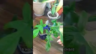 Почему направо вариегатные листья, а налево - зелёные?🌿 