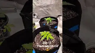 Day 15 Vegetative Stage #dank #education #plants #weed #marijuana #bud #vivosun #gardening #howto #