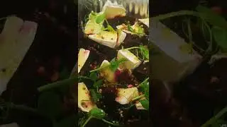 Копчёная свёкла, сыр бри, проростки гороха и карамелизованные орехи ❤️ 